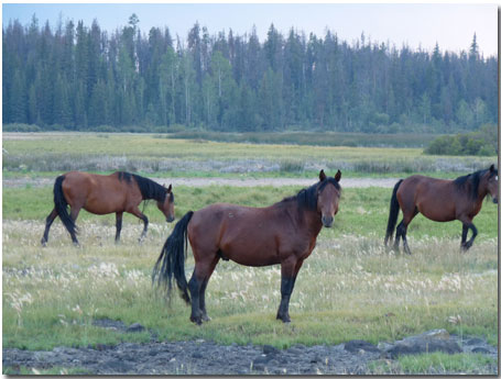 wild horses of the Xeni Gwet'in in the Nemiah Valley of Amazing British Columbia