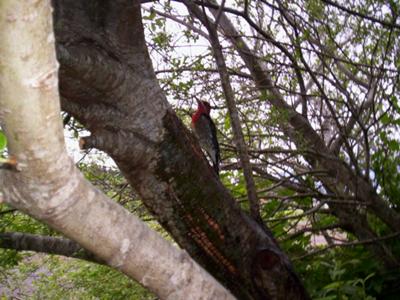 bird in tree