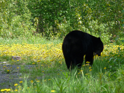 Dandelion Feast